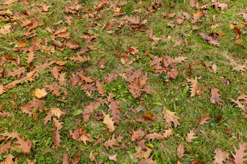 Fallen oak foliage in the autumn season