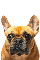 Portrait of a french bulldog on the white background, posing for dog photoshoot.