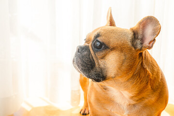 Portrait of a french bulldog at home, posing for dog photoshoot on a sunny day.