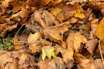 Orange maple foliage after wind and leaf fall