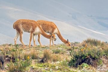 Vicugnas in the high andean cordillera of the Chimborazo volcano