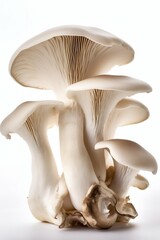 Oyster Mushrooms Isolated on White Background. Generative AI