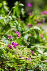 PinkeBlüten im Beet mit Stauden