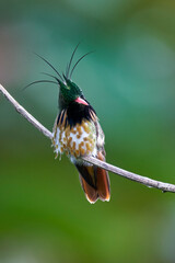 Black-crested Coquette Hummingbird