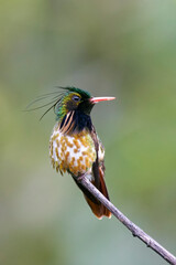 Black-crested Coquette Hummingbird