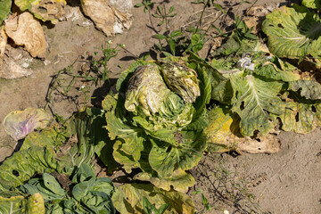 A field with damaged cabbage in the summer season