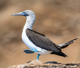 Dancing Booby: A blue-footed boobie in the Galapagos Islands