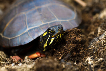 Eastern Painted stripped turtle crowling and peeking out of the shell. Chrysemys picta, Emydidae. Massachussets, the United States of America. Turtle on the ground in the wild. Close up