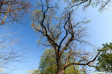 Young spring foliage of trees in the spring season