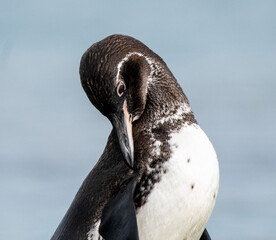 Fototapeta premium A Galapagos penguin preening in the Galapagos