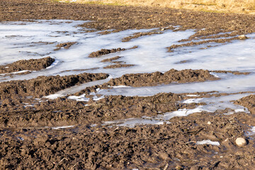 frozen dirty water in puddles on the soil