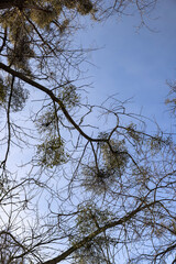 deciduous trees in winter during the day in sunny weather