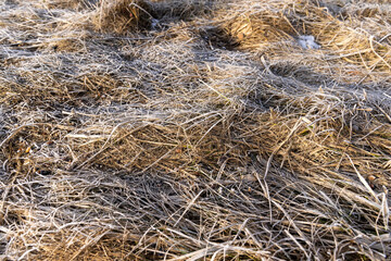 Fototapeta na wymiar the grass covered with frost growing on the side of the road