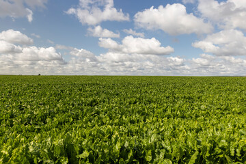 Fototapeta na wymiar Green beets in the field in the summer