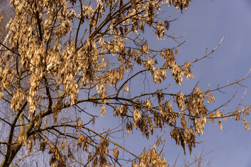 Maple tree branches in the park in spring sunny weather