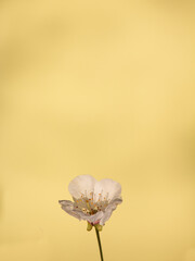 Fototapeta premium Spring white isolated flower against a yellow pastel wall background, shallow depth of field, free space for text7wishes, close-up, wallpaper, mother's day stationery concept, thank you note.