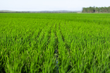 landscape with rice field and sky