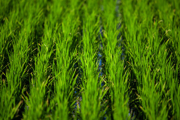 Fototapeta premium landscape with rice field