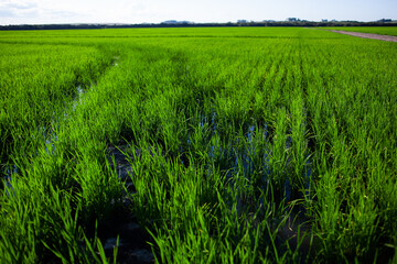 landscape with rice field and sky