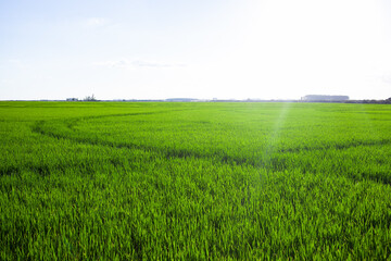 landscape with rice field and sky