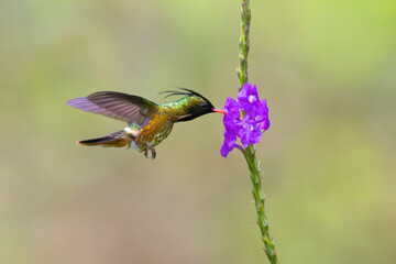 Black-crested Coquette Hummingbird