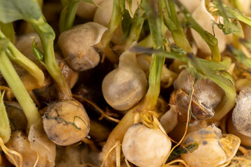 sprouted peas covered with mold and fungus, close-up