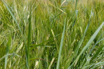 Agricultural field with a large number of green cereals