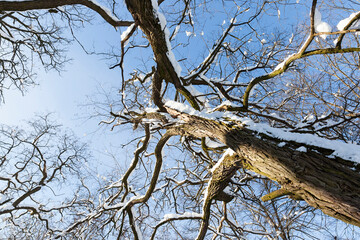 Fototapeta na wymiar snow-covered bare deciduous trees in winter