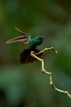 Bronze-tailed Plumeleteer