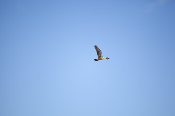 bird in flight