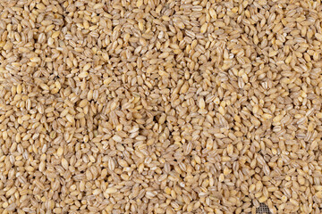 Cheap tasteless barley porridge close-up