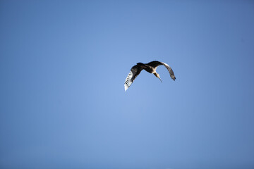 bird in flight