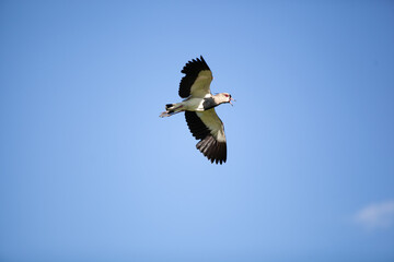 bird in flight