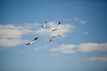 Obraz premium seagulls in flight