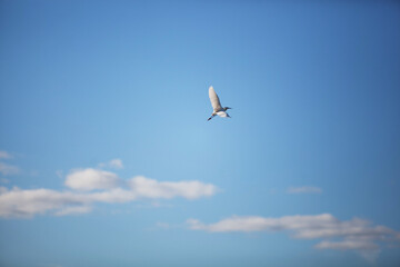 seagull in flight
