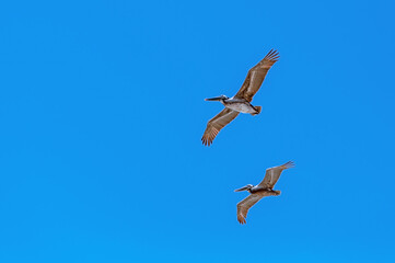 Soaring California Brown Pelicans
