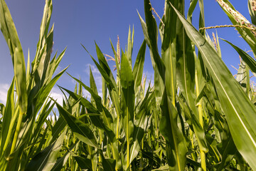 Fototapeta premium Green corn in a field in the sunny summer season