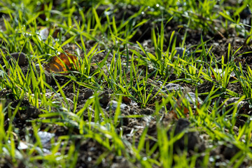 Dew drops on the green grass autumn