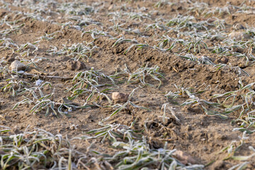 green wheat covered with snow and frost in winter
