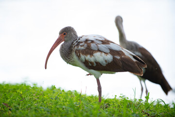 photo of grey ibis bird fauna outdoor. ibis bird fauna. ibis bird fauna in wildlife.