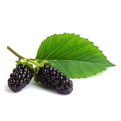 Fresh black mulberries on a white background