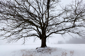 Fototapeta na wymiar a lonely growing oak tree in the winter season