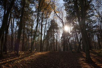 Fototapeta premium trees in the autumn season in sunny weather before sunset