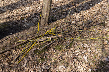 dry tree branches that can be used for ignition