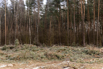 pine and other tree trunks during deforestation