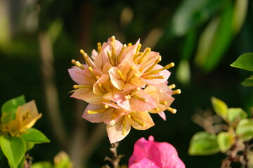 Paper Flower Paradise: A Beautiful Morning Display