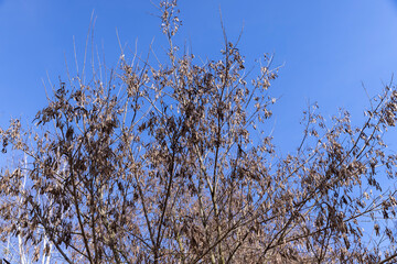 Maple tree branches in the park in spring sunny weather