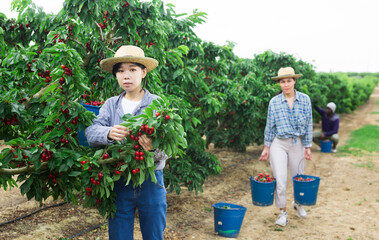 Portrait of focused thai woman gardener with large bucket picking sweet cherry from tree at orchard