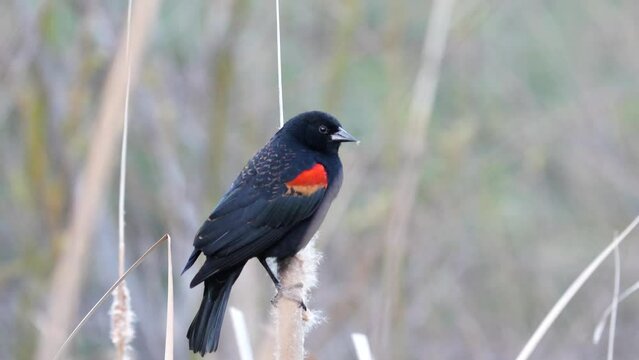 red wing black bird in close up on a cat tail. 