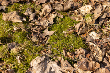 old leaves fallen in autumn on the ground in the spring season